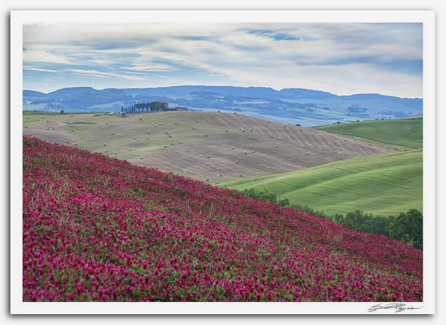 Fotografia artistica di Silvano Poggiani raffigurante il paesaggio della campagna toscana vicino Pienza, Siena. Paesaggio collinare con fiori fucsia in primo piano, colline verdi e marroni sullo sfondo e un podere.