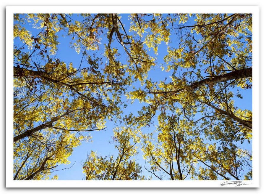 Fotografia artistica di Silvano Poggiani raffigurante il paesaggio della campagna toscana vicino Pienza, Siena. Vista dal basso di alberi con foglie gialle contro un cielo blu chiaro.