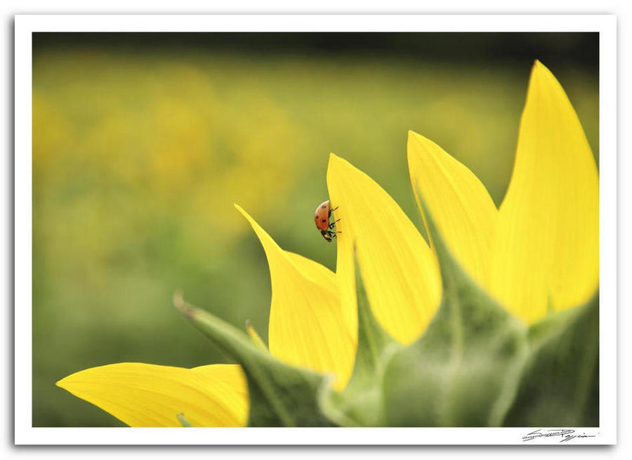 Fotografia artistica di Silvano Poggiani raffigurante il paesaggio della campagna toscana vicino Siena. Petali gialli vivaci di girasole e coccinella rossa su uno dei petali.