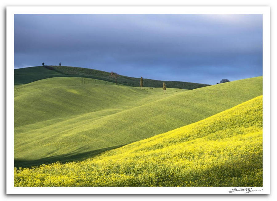 Fotografia artistica di Silvano Poggiani raffigurante il paesaggio della campagna toscana vicino Torrenieri, Siena. Collina ondulata verde con cipressi e fiori gialli sotto un cielo nuvoloso.