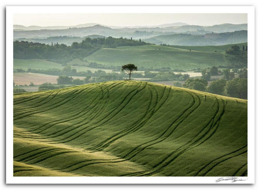 Fotografia artistica di Silvano Poggiani raffigurante il paesaggio della campagna toscana vicino Vescovado di Murlo, Siena. Colline verdi con un albero solitario e tracce di ruote nel grano.