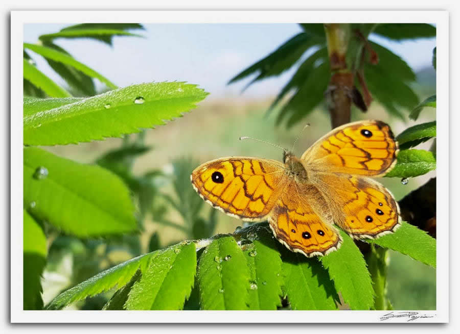 Fotografia artistica di Silvano Poggiani raffigurante il paesaggio della campagna toscana vicino Siena. Farfalla arancione con ali aperte su una foglia verde con gocce di rugiada.
