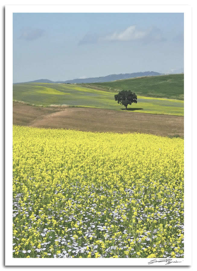 Fotografia artistica di Silvano Poggiani raffigurante il paesaggio della campagna toscana vicino Pienza, Siena. Campo con colori stratificati, fiori gialli e pianta solitaria.