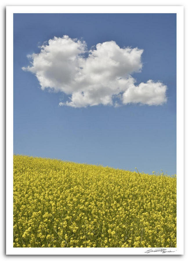 Fotografia artistica di Silvano Poggiani raffigurante il paesaggio della campagna toscana vicino Siena. Campo di fiori gialli sotto un cielo azzurro con una nuvola bianca a forma di cuore.