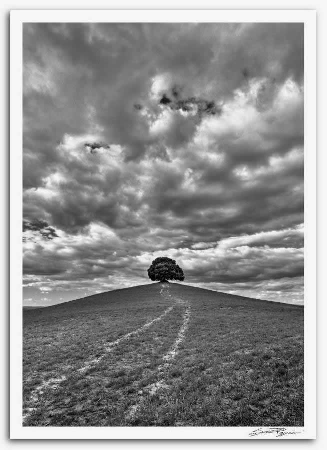 Fotografia artistica di Silvano Poggiani raffigurante il paesaggio della campagna toscana vicino Pieve a Salti, Siena. Albero solitario su una collina con sentiero e cielo nuvoloso. Foto in bianco e nero.