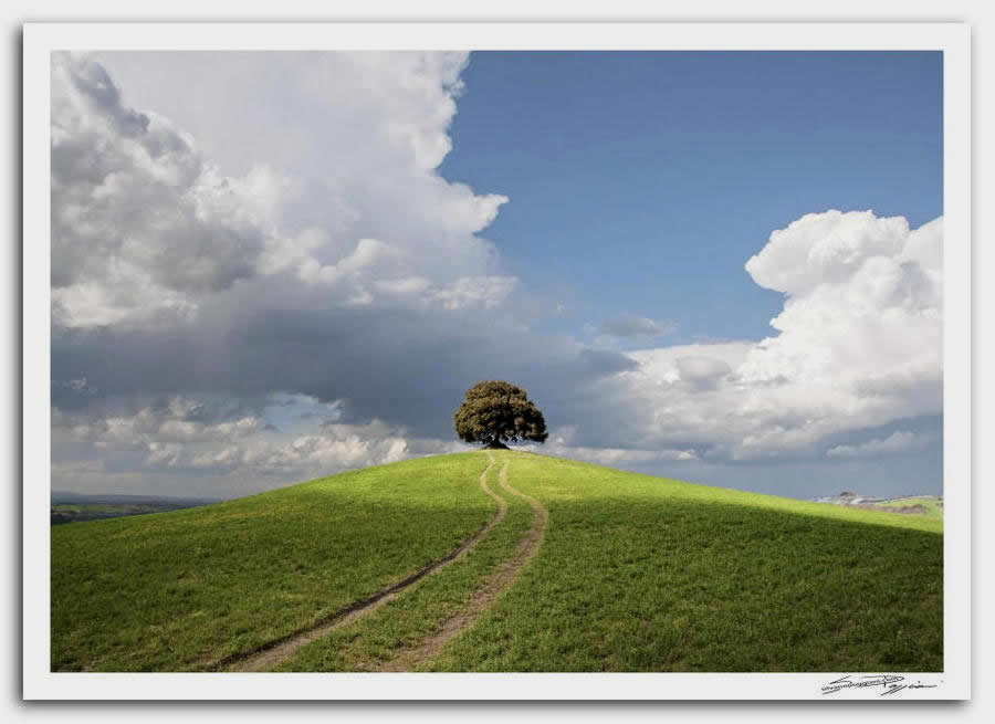 Fotografia artistica di Silvano Poggiani raffigurante il paesaggio della campagna toscana vicino Buonconvento, Siena. Un albero solitario su una collina verde con un sentiero che conduce ad esso, sotto un cielo parzialmente nuvoloso.