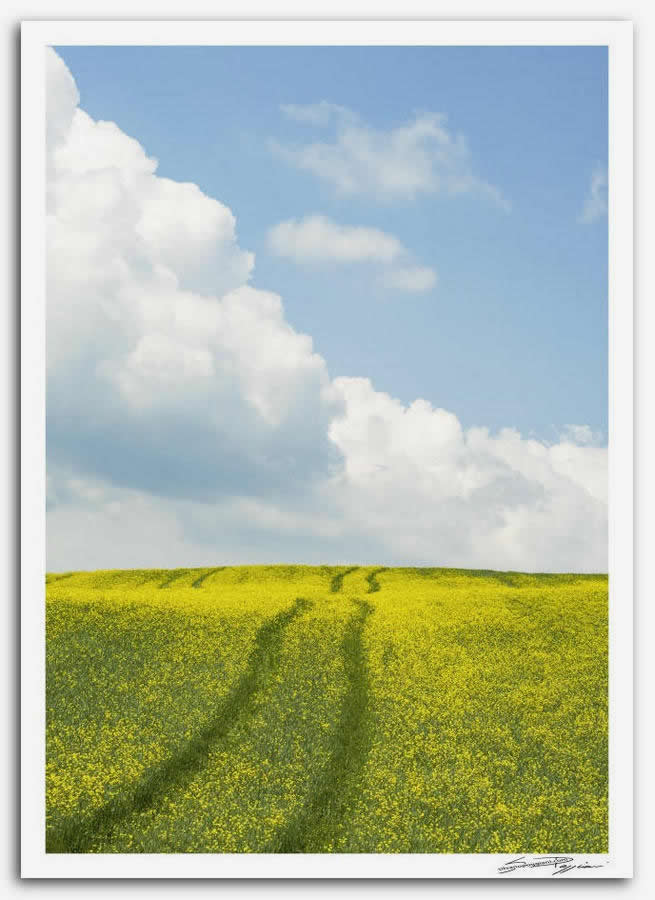 Fotografia artistica di Silvano Poggiani raffigurante il paesaggio della campagna toscana vicino Siena, in Val D'arbia. Campo di fiori gialli con tracce di passaggio agricolo, sotto un cielo azzurro con nuvole bianche.