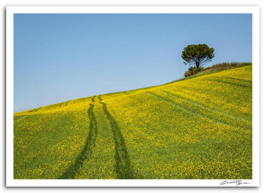 Fotografia artistica di Silvano Poggiani raffigurante il paesaggio della campagna toscana vicino Siena. Campo di fiori gialli con tracce di veicoli e un albero solitario su una collina sotto un cielo azzurro.