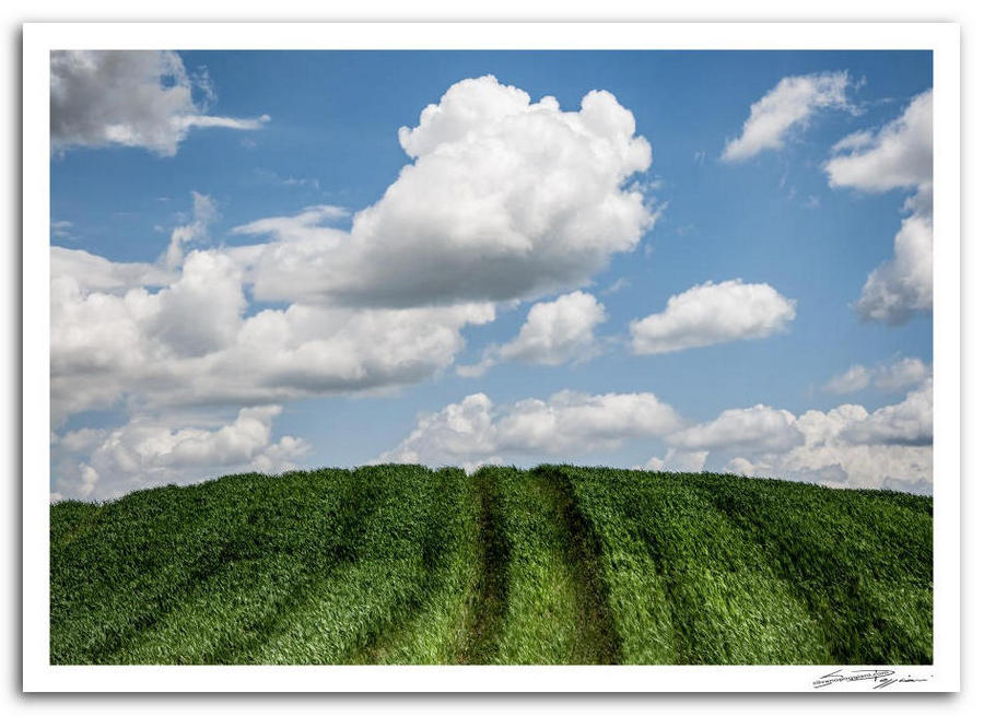 Fotografia artistica di Silvano Poggiani raffigurante il paesaggio della campagna toscana vicino Siena. Campo verde con orme di trattore, cielo azzurro e nuvole bianche.