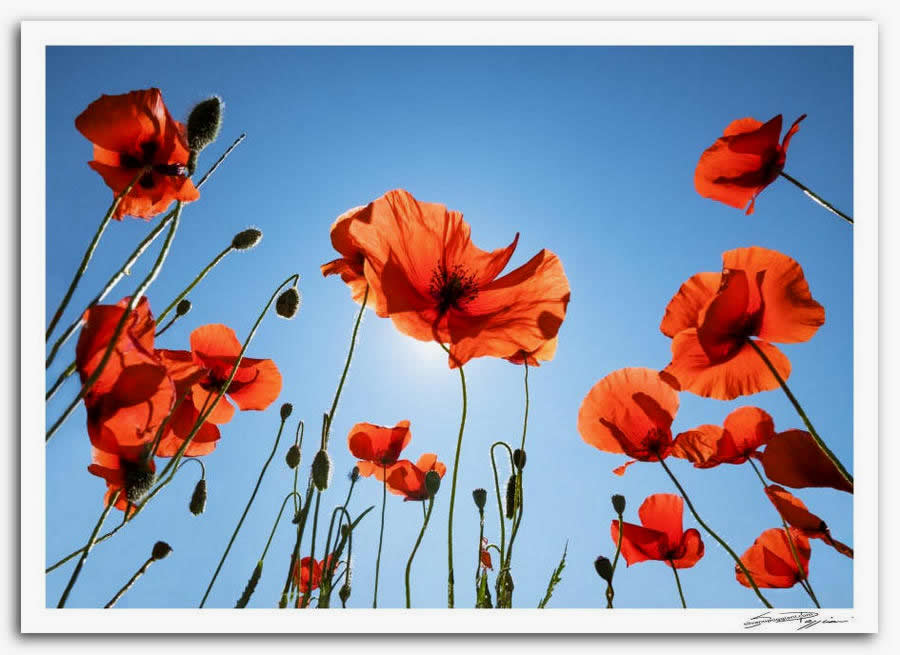 Fotografia artistica di Silvano Poggiani raffigurante il paesaggio della campagna toscana vicino Siena. Papaveri rossi visti dal basso contro un cielo blu, con il sole che splende attraverso i petali.