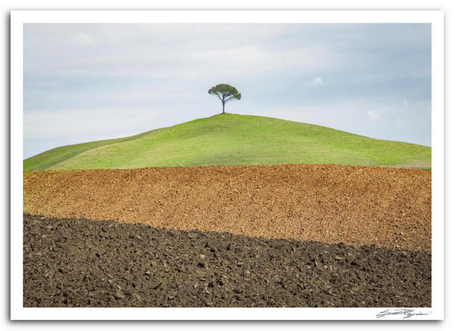 Fotografia artistica di Silvano Poggiani raffigurante il paesaggio della campagna toscana vicino Radi, Siena. Albero solitario su una collina verde con strati di terreno arato in primo piano e cielo parzialmente nuvoloso.