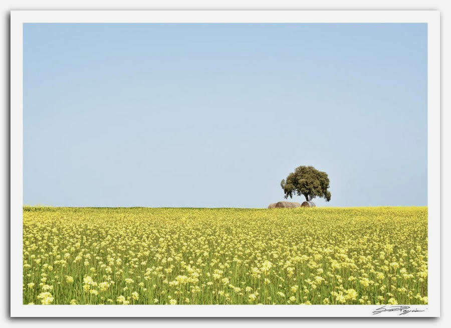 Fotografia artistica di Silvano Poggiani raffigurante il paesaggio della campagna toscana vicino Murlo, Siena. Campo di fiori gialli con un albero solitario e rotoballe di fieno sullo sfondo sotto un cielo azzurro.