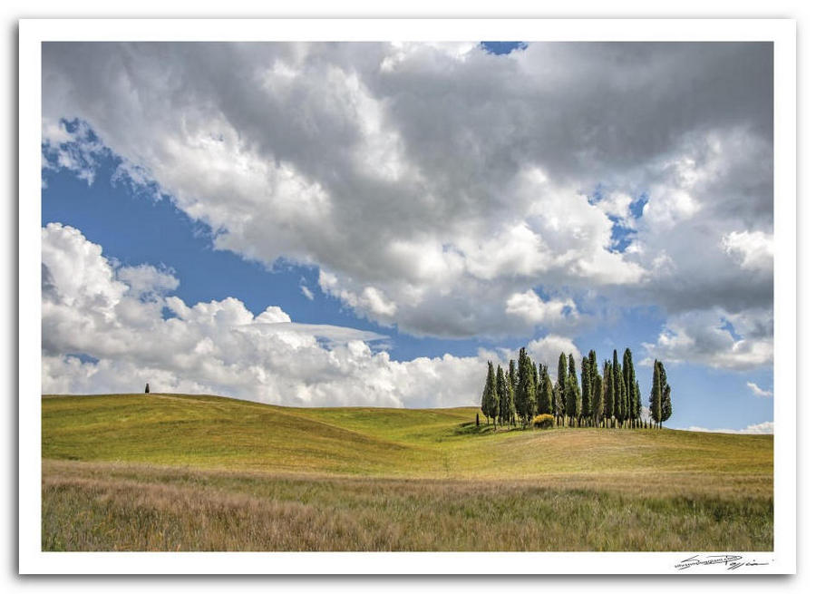 Paesaggio toscano con gruppo di alti cipressi su una collina ondulata con erba verde e oro, sotto un cielo azzurro con nuvole bianche.