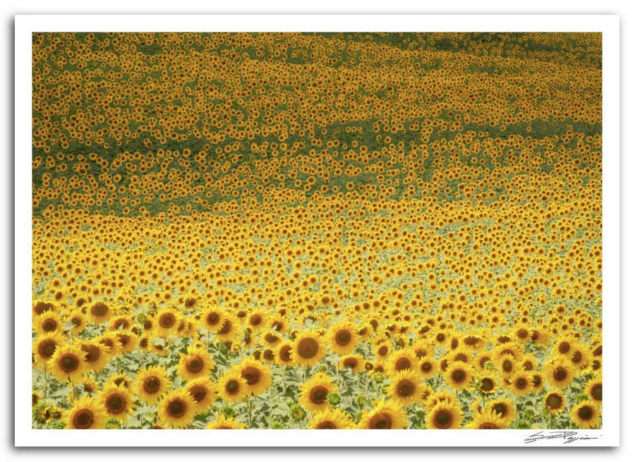 Paesaggio toscano. Campo di girasoli in piena fioritura che si estende fino all'orizzonte.