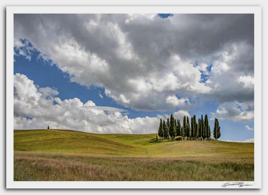 Fotografia artistica di Silvano Poggiani raffigurante il paesaggio della campagna toscana vicino San Quirico D'Orcia, Siena. Paesaggio con gruppo di alti cipressi su una collina ondulata con erba verde e oro, sotto un cielo azzurro con nuvole bianche.
