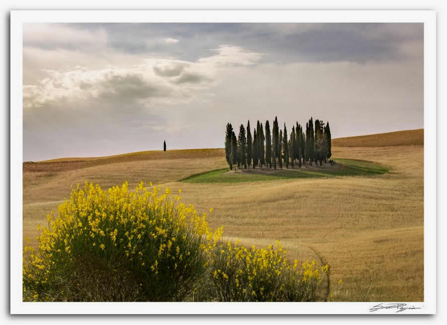 Fotografia artistica di Silvano Poggiani raffigurante il paesaggio della campagna toscana vicino San Quirico d'Orcia, Siena. Paesaggio con cipressi su una collina, fiori gialli di ginestra in primo piano e cielo nuvoloso.