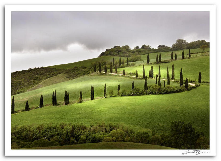 Fotografia artistica di Silvano Poggiani raffigurante il paesaggio della campagna toscana vicino Chianciano Terme, Siena. Paesaggio collinare con sentiero di cipressi su prato verde e cielo grigio.