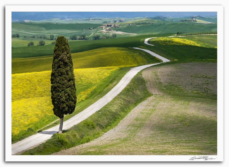 Fotografia artistica di Silvano Poggiani raffigurante il paesaggio della campagna toscana vicino Ville di Corsano, Siena. Paesaggio con un cipresso solitario, fiori gialli e una strada bianca che si snoda tra le colline