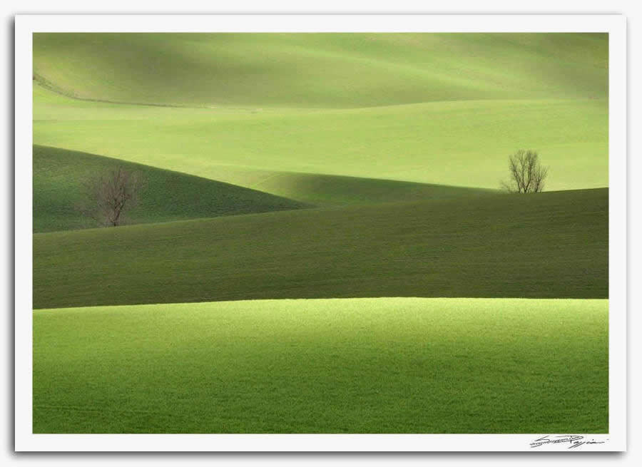Fotografia artistica di Silvano Poggiani raffigurante il paesaggio della campagna toscana vicino Ville di Corsano, con colline verdi e alberi solitari. Contrasti di luce e ombra.