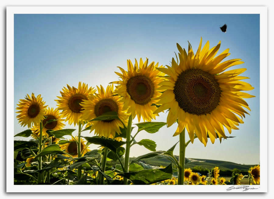 Fotografia artistica di Silvano Poggiani raffigurante il paesaggio della campagna toscana vicino Monteroni D'Arbia, Siena. Campo di girasoli sotto un cielo azzurro, con i fiori disposti in prospettiva crescente da sinistra a destra.