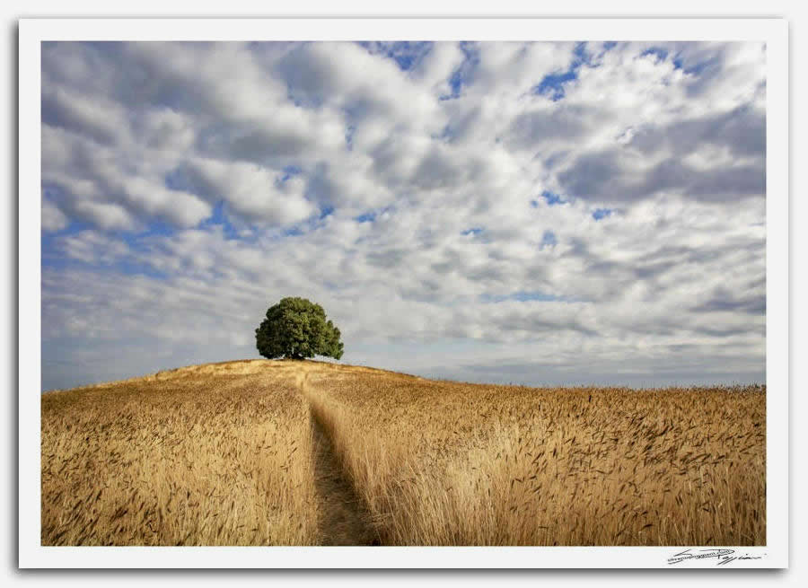 Fotografia artistica di Silvano Poggiani raffigurante il paesaggio della campagna toscana vicino Pieve a Salti, Siena. Sentiero in mezzo a un campo di grano dorato che conduce a un albero solitario sulla collina, sotto un cielo con nuvole stratificate.
