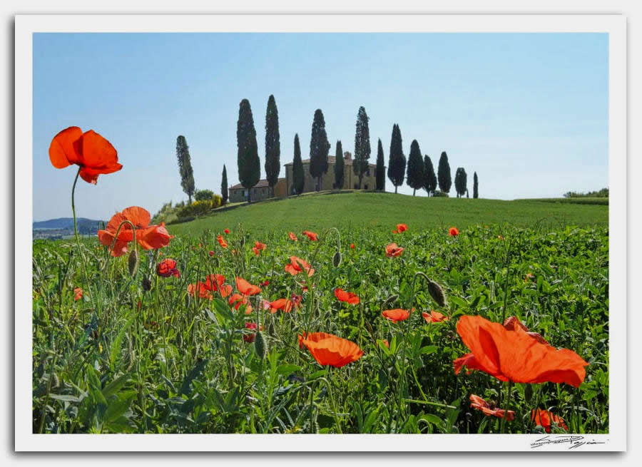 Fotografia artistica di Silvano Poggiani raffigurante il paesaggio della campagna toscana vicino Pienza, Siena. Paesaggio primaverile con papaveri rossi in primo piano e villa con cipressi sulla collina.
