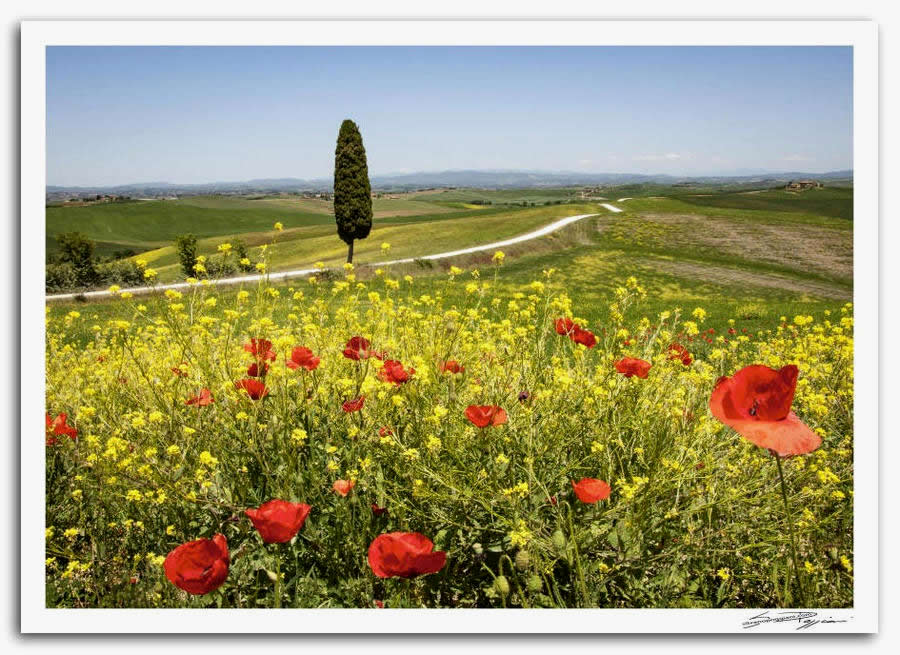 Fotografia artistica di Silvano Poggiani raffigurante il paesaggio della campagna toscana vicino Ville di Corsano. Campo di papaveri rossi e fiori selvatici gialli con un cipresso solitario, strada bianca e colline verdi sotto un cielo azzurro