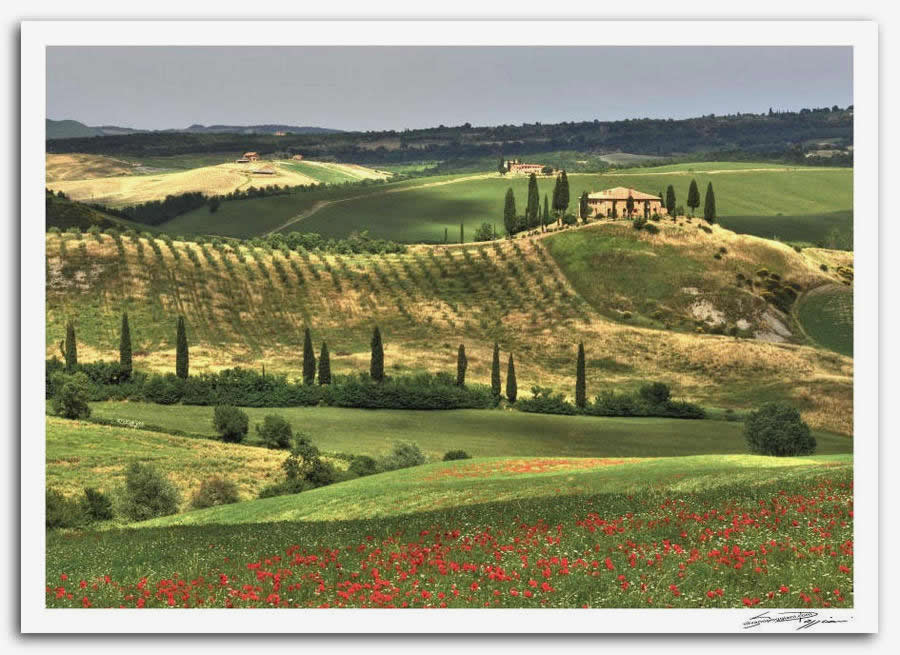 Fotografia artistica di Silvano Poggiani raffigurante il paesaggio della campagna toscana vicino San Quirico D'Orcia, Siena. Podere Belvedere in collina, cipressi e campo di papaveri rossi in primo piano. Colline verdi ondulate con uliveti e terreni coltivati sullo sfondo.