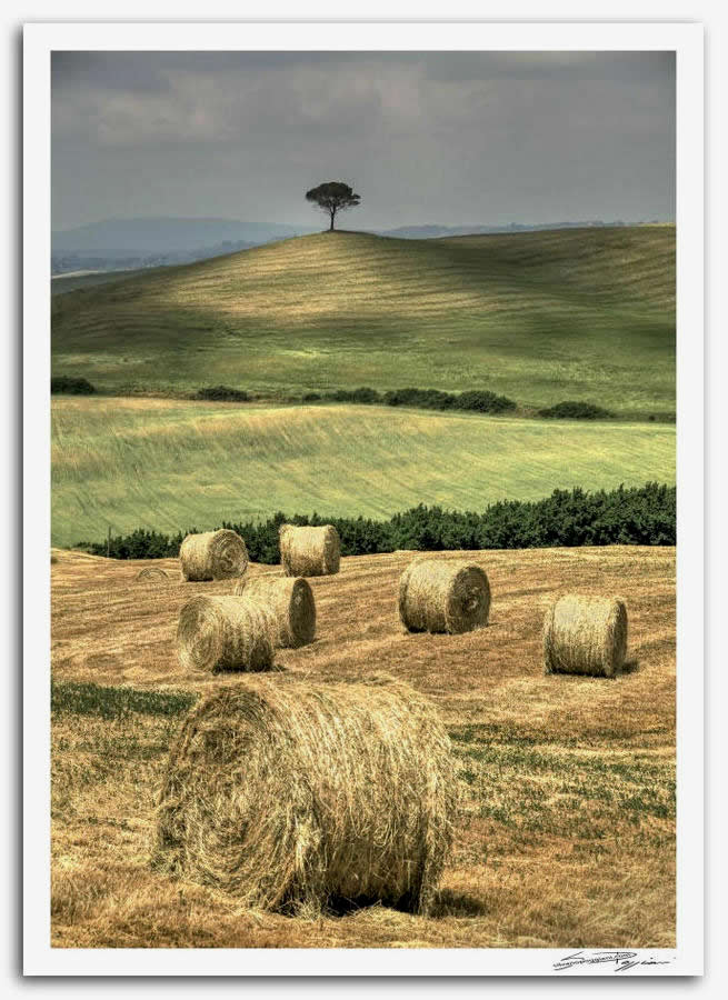 Fotografia artistica di Silvano Poggiani raffigurante il paesaggio della campagna toscana vicino Monteroni D'Arbia, Siena. Paesaggio con balle di fieno in primo piano e un albero solitario sulla collina in lontananza. Le colline ondulate sono coperte da campi verdi e dorati sotto un cielo nuvoloso.